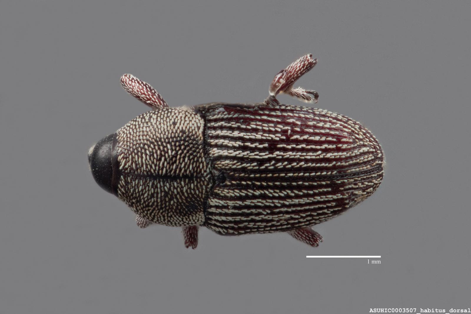 Barilepis grisea image