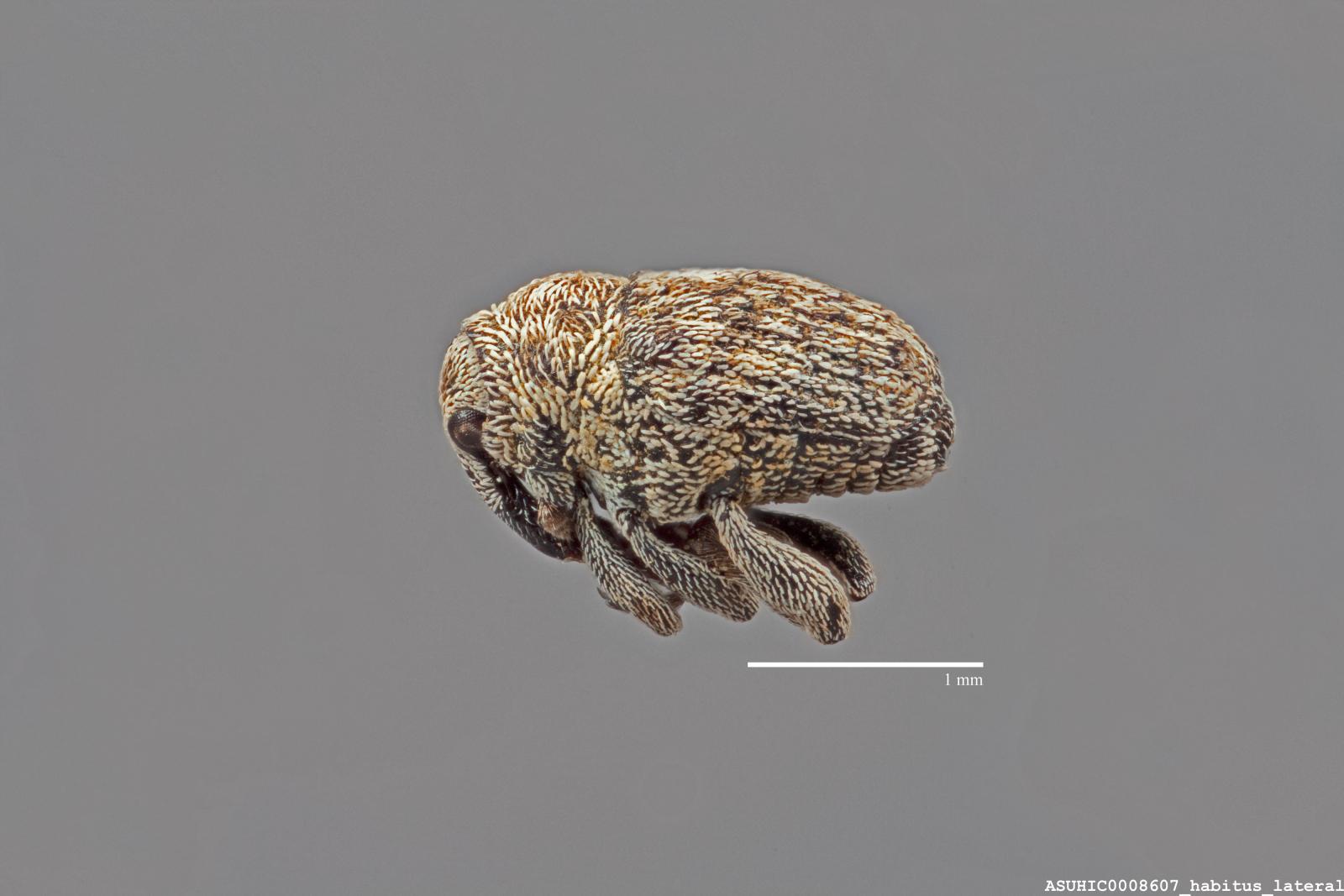 Auleutes tuberculatus image