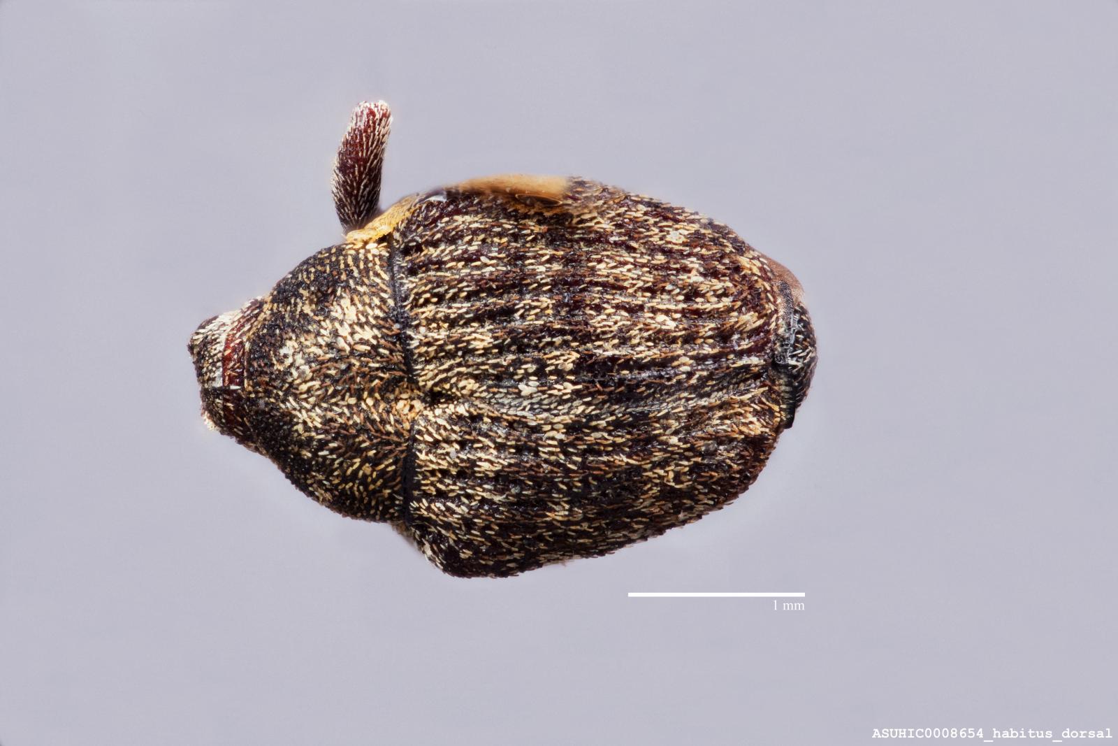 Acanthoscelidius acephalus image