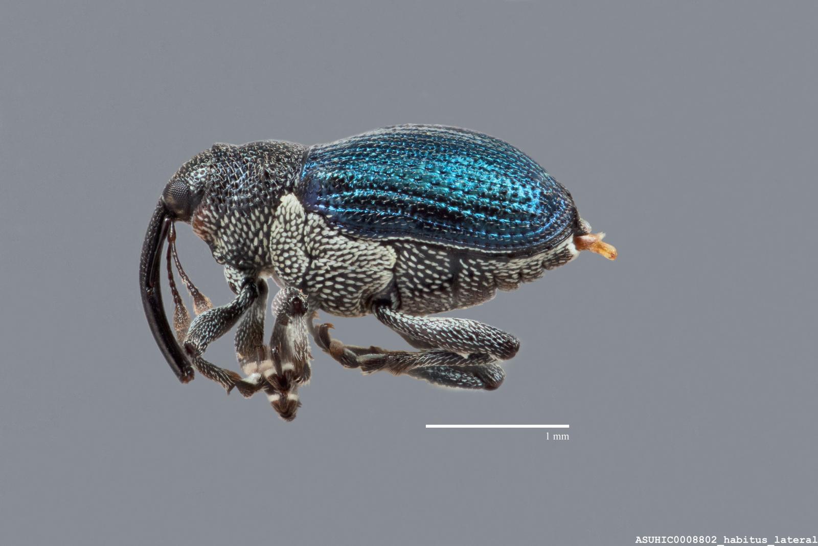 Ceutorhynchinae image