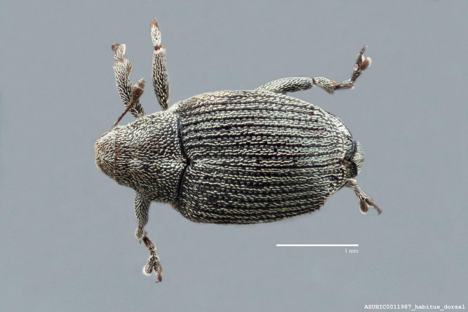 Ceutorhynchus assimilis image