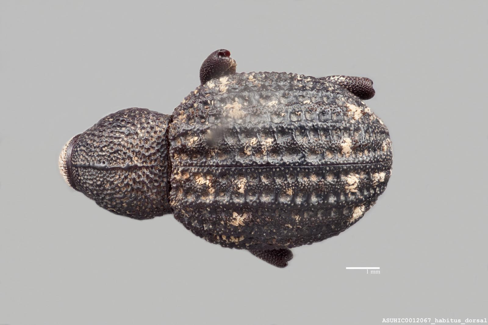 Gerstaeckeria porosa image