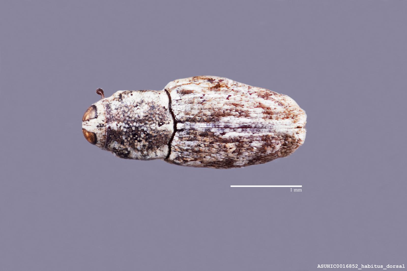 Cylindrocopturus cretaceus image