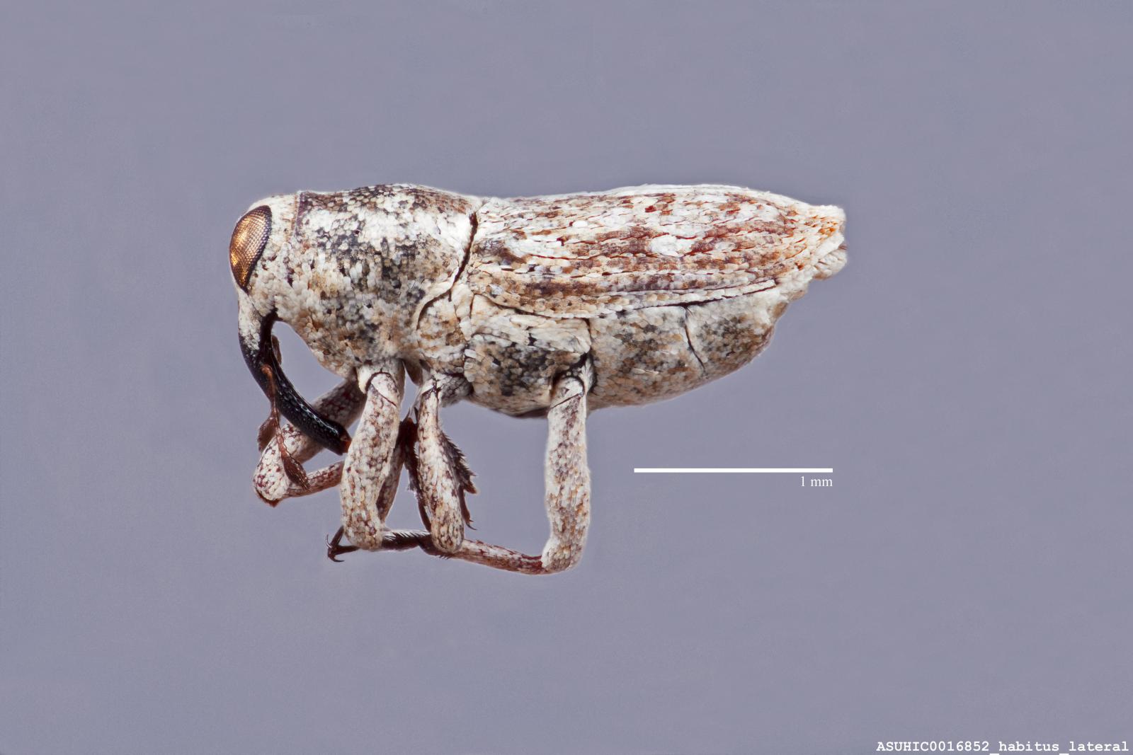 Cylindrocopturus cretaceus image