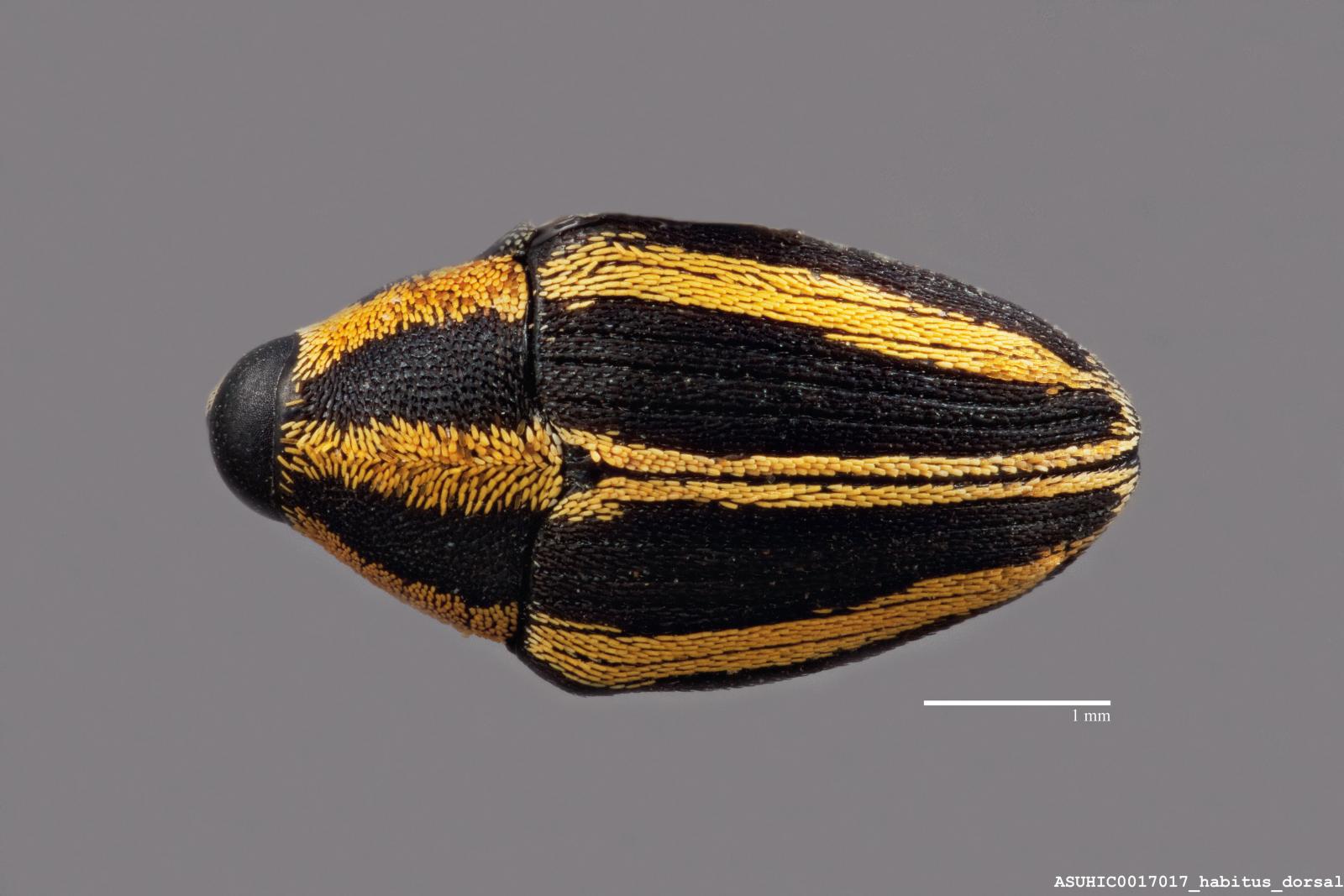 Crotanius trivittatus image