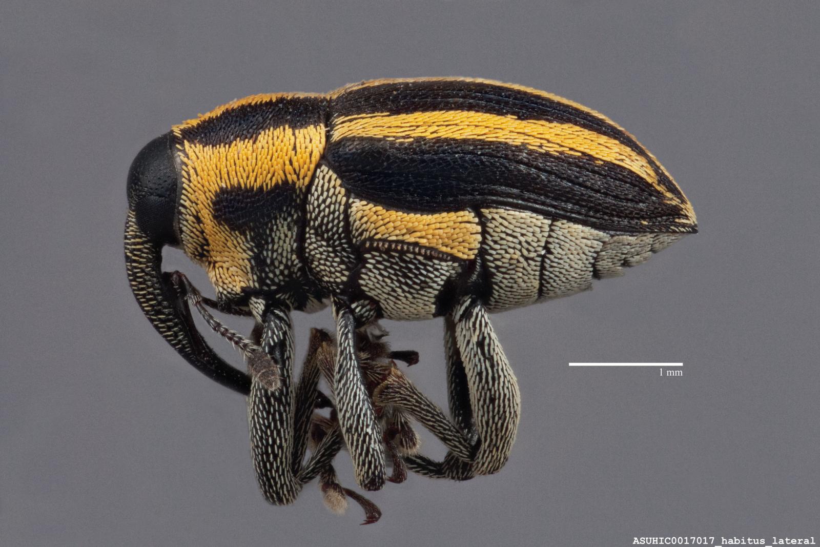 Crotanius trivittatus image