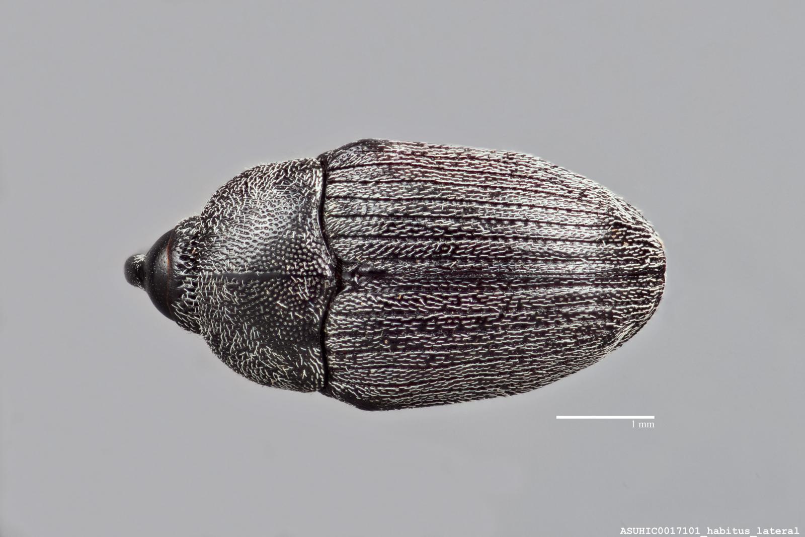 Geraeus coarctatus image