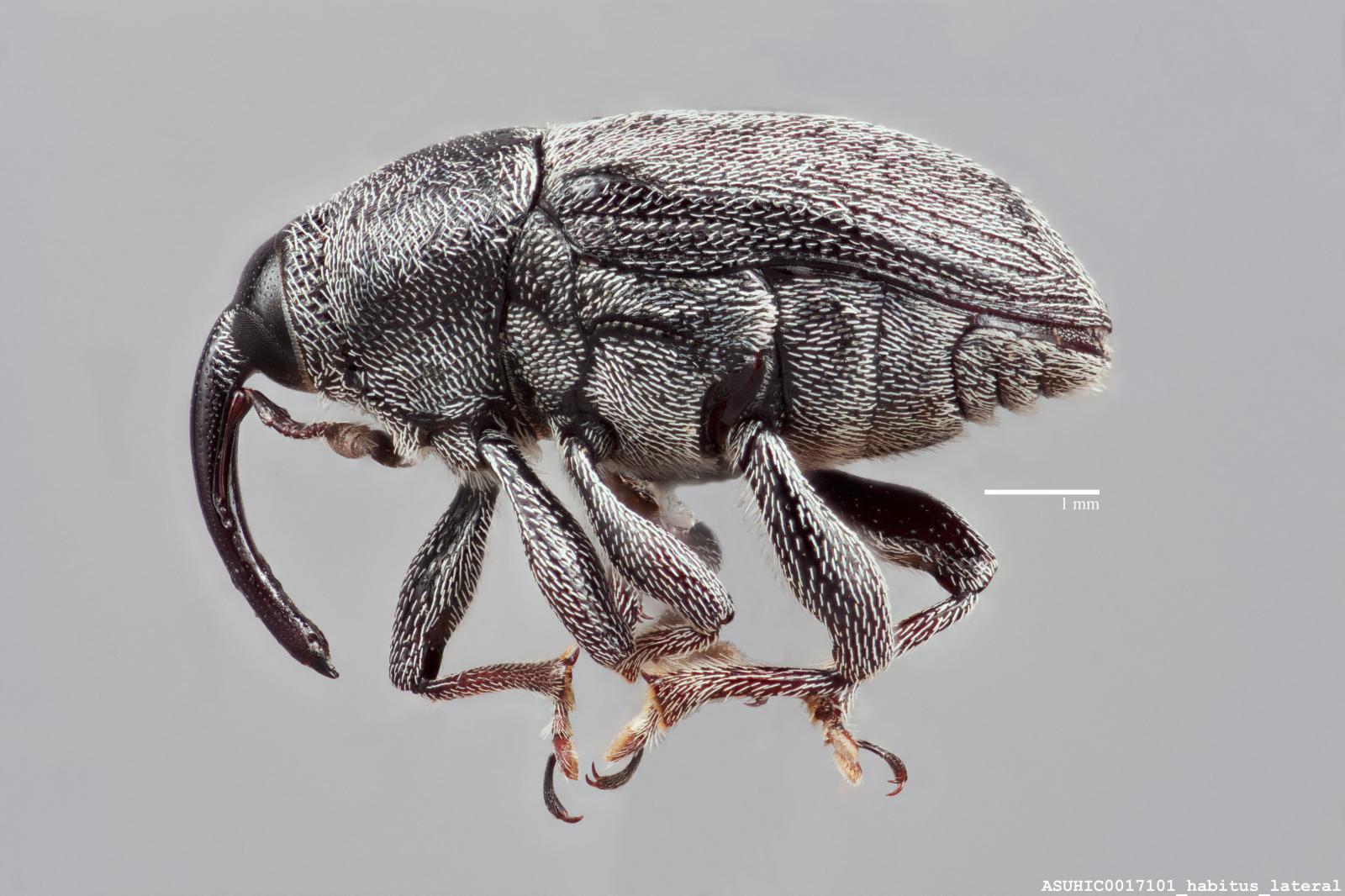 Geraeus coarctatus image