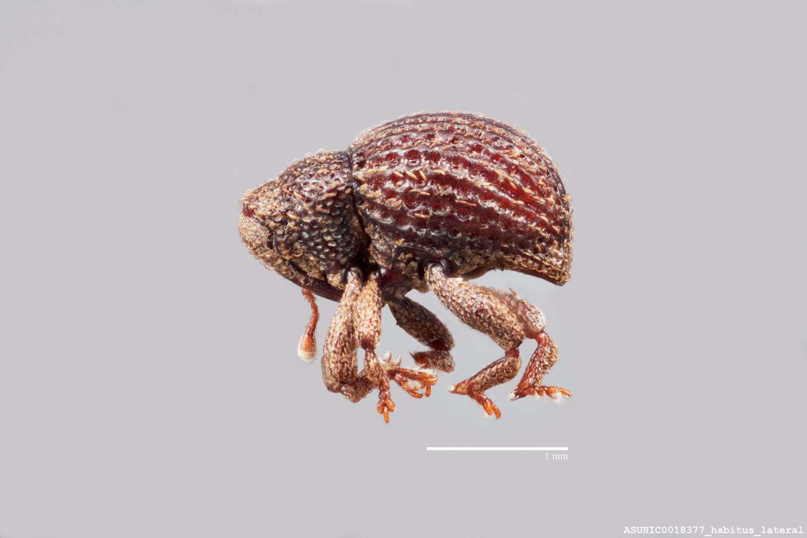 Eurhoptus pyriformis image