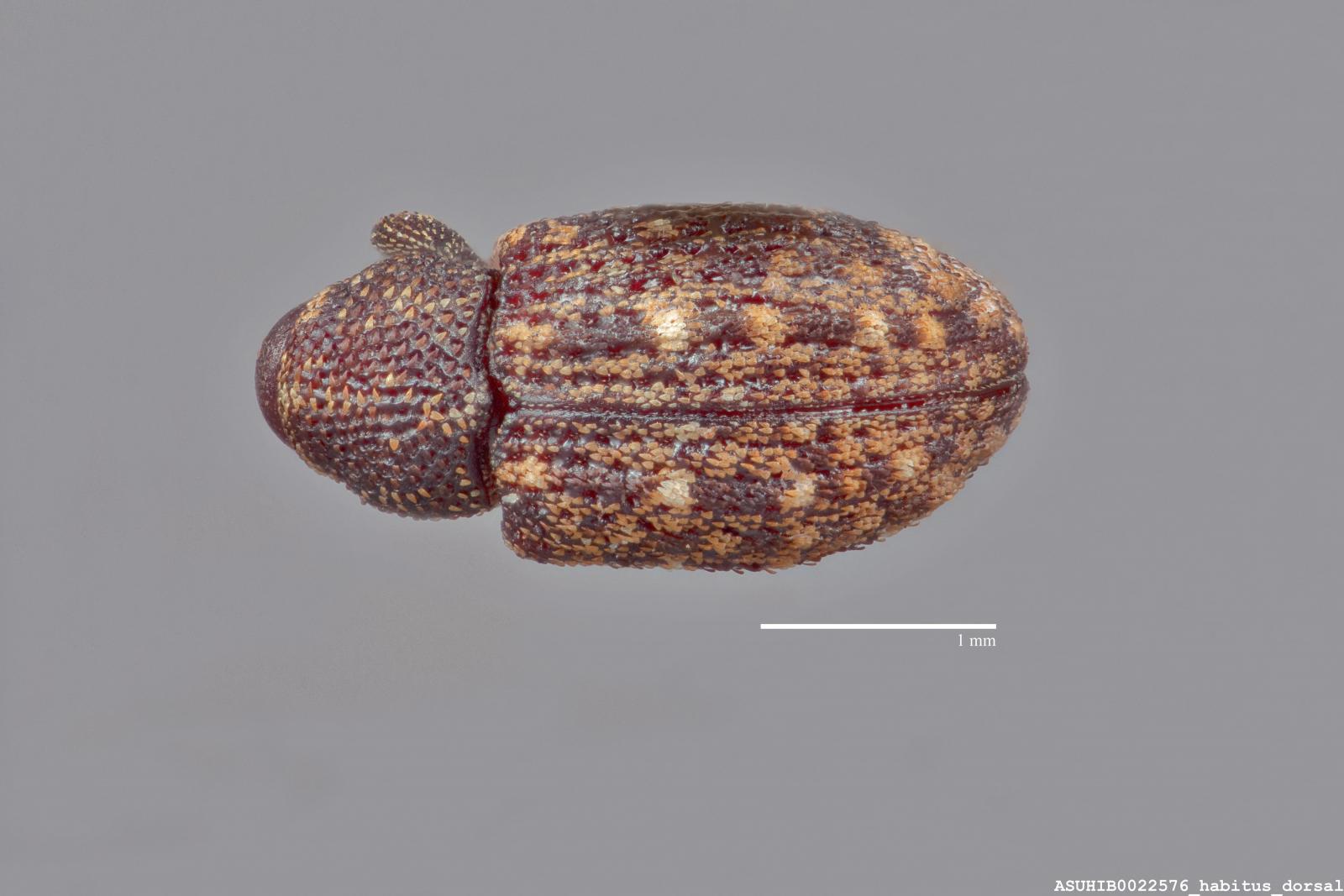 Apteromechus ferratus image