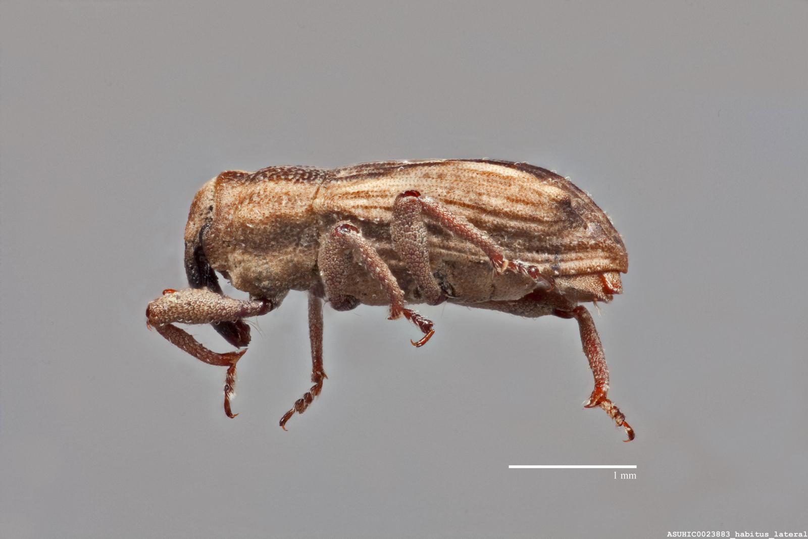 Bagous buchanani image