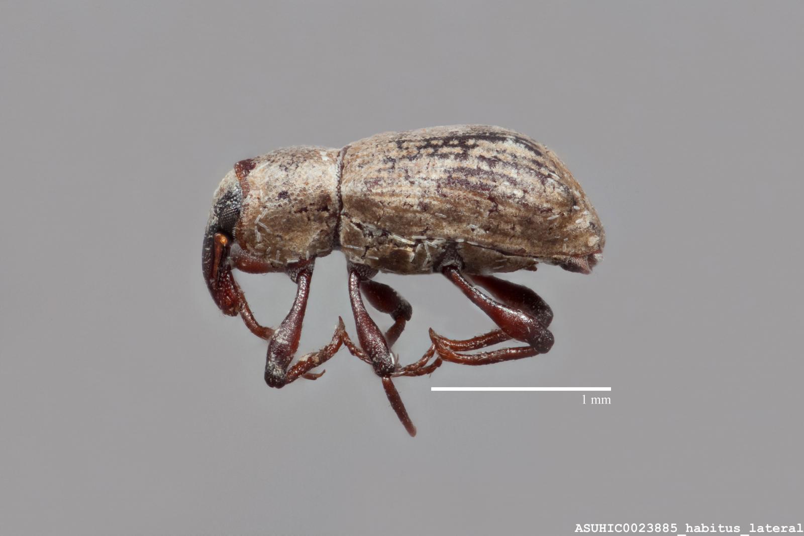 Bagous californicus image