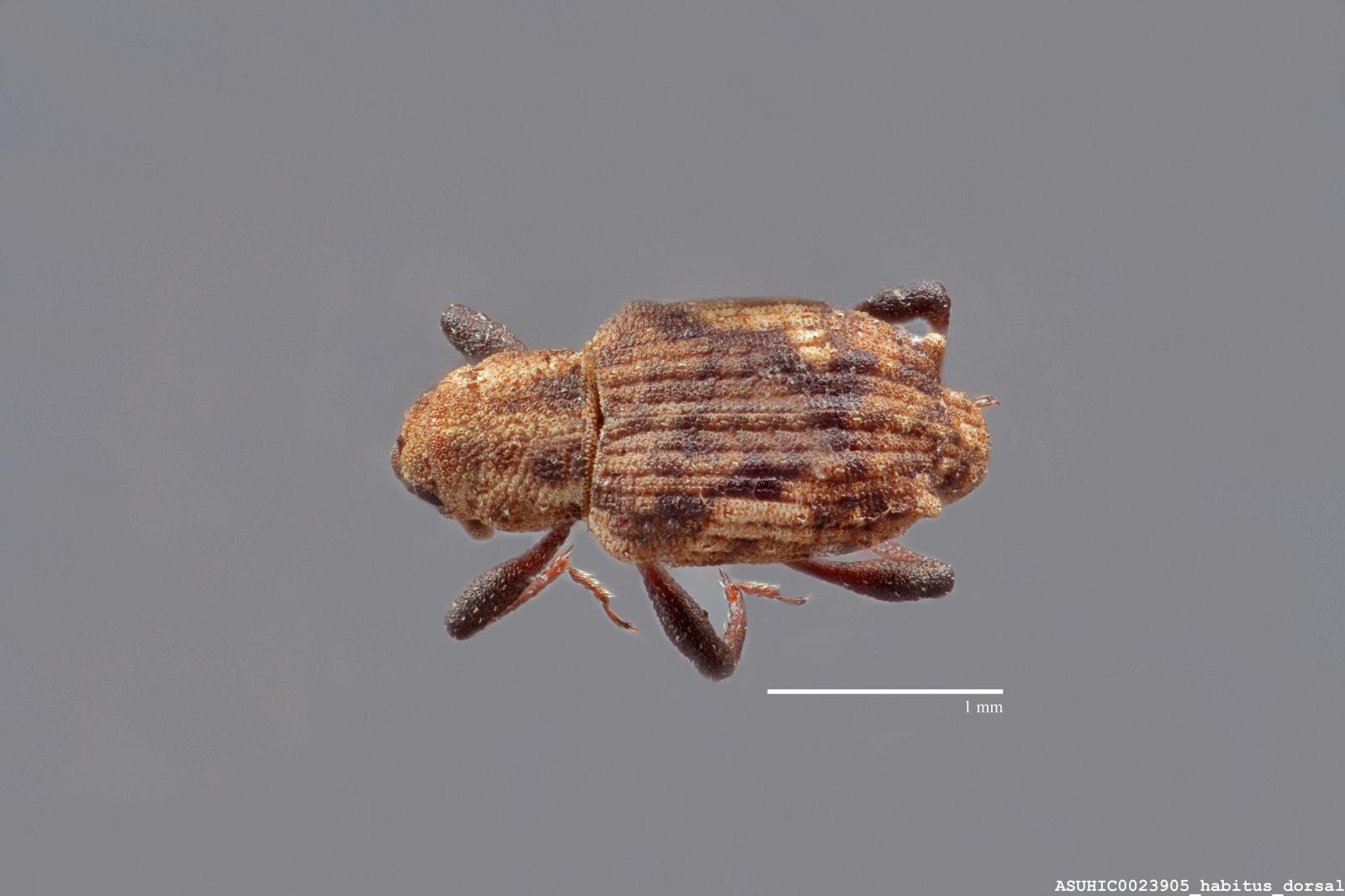 Bagous pauxillus image