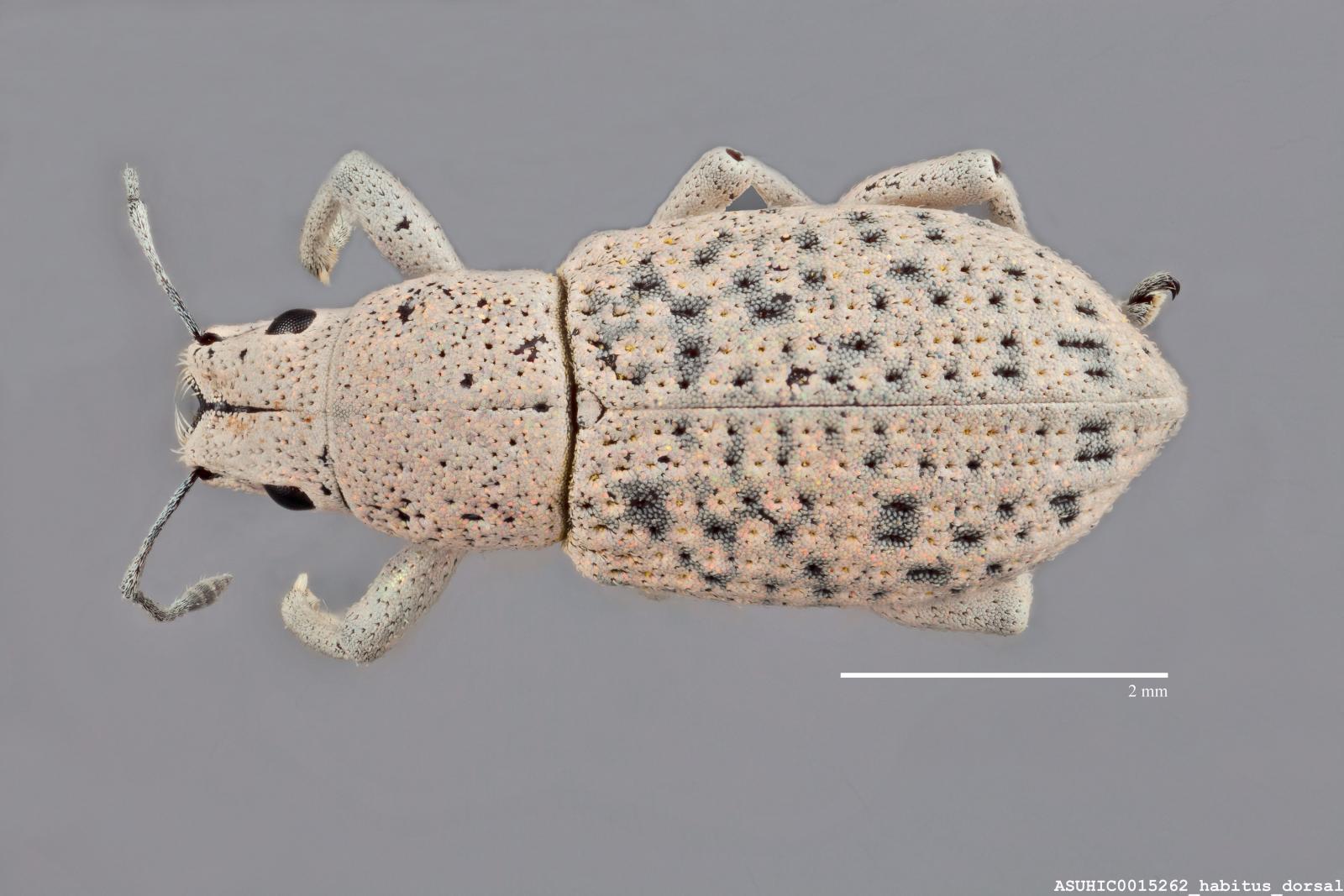 Artipus floridanus image