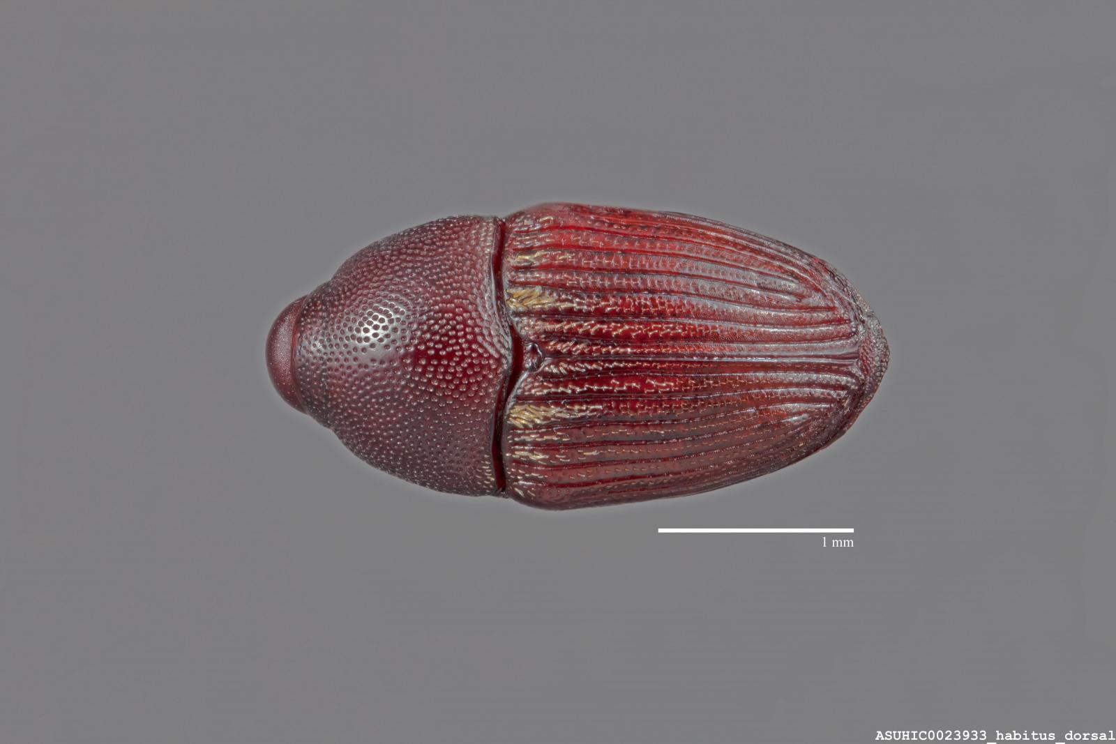 Aulobaris scolopax image