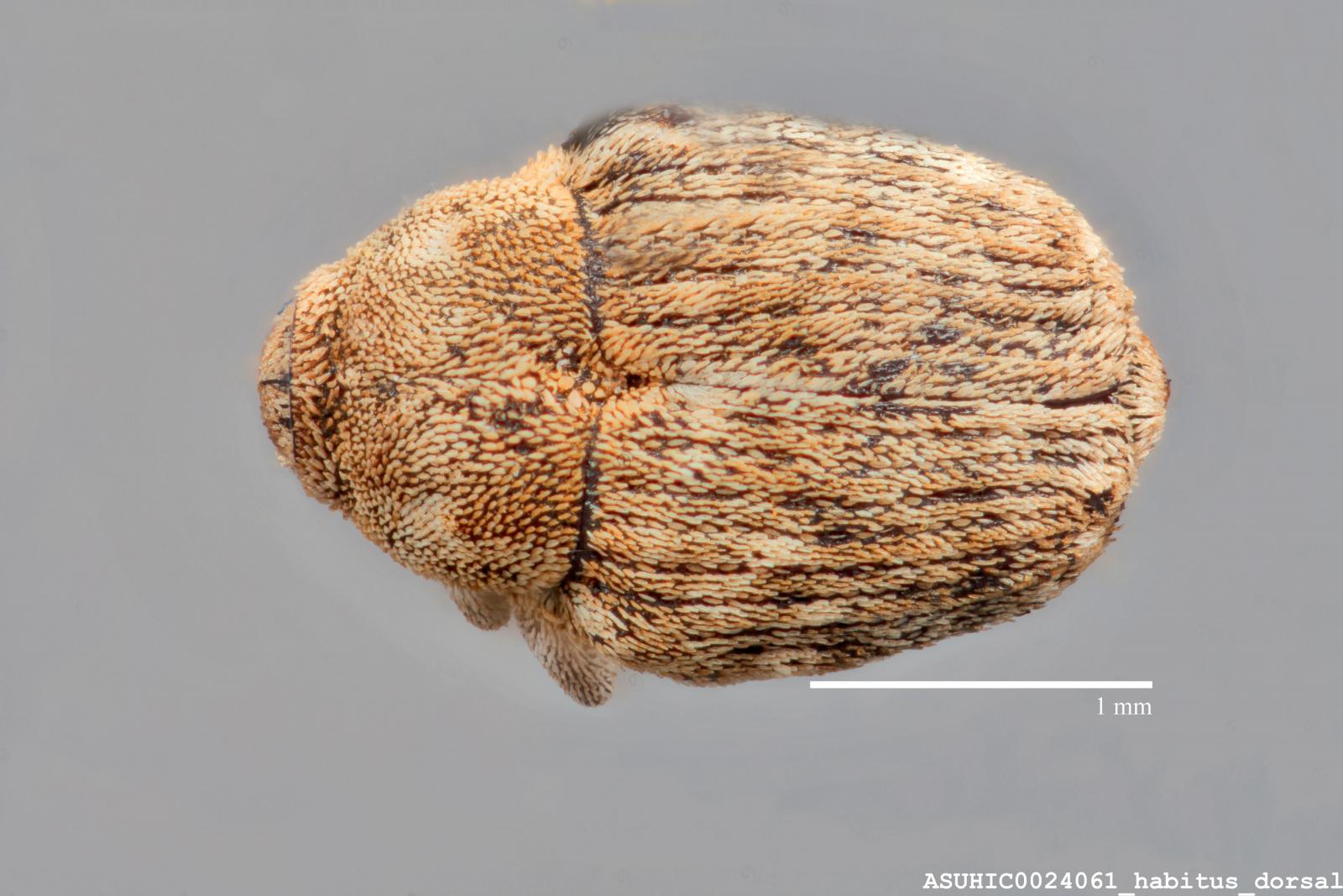 Acanthoscelidius californicus image