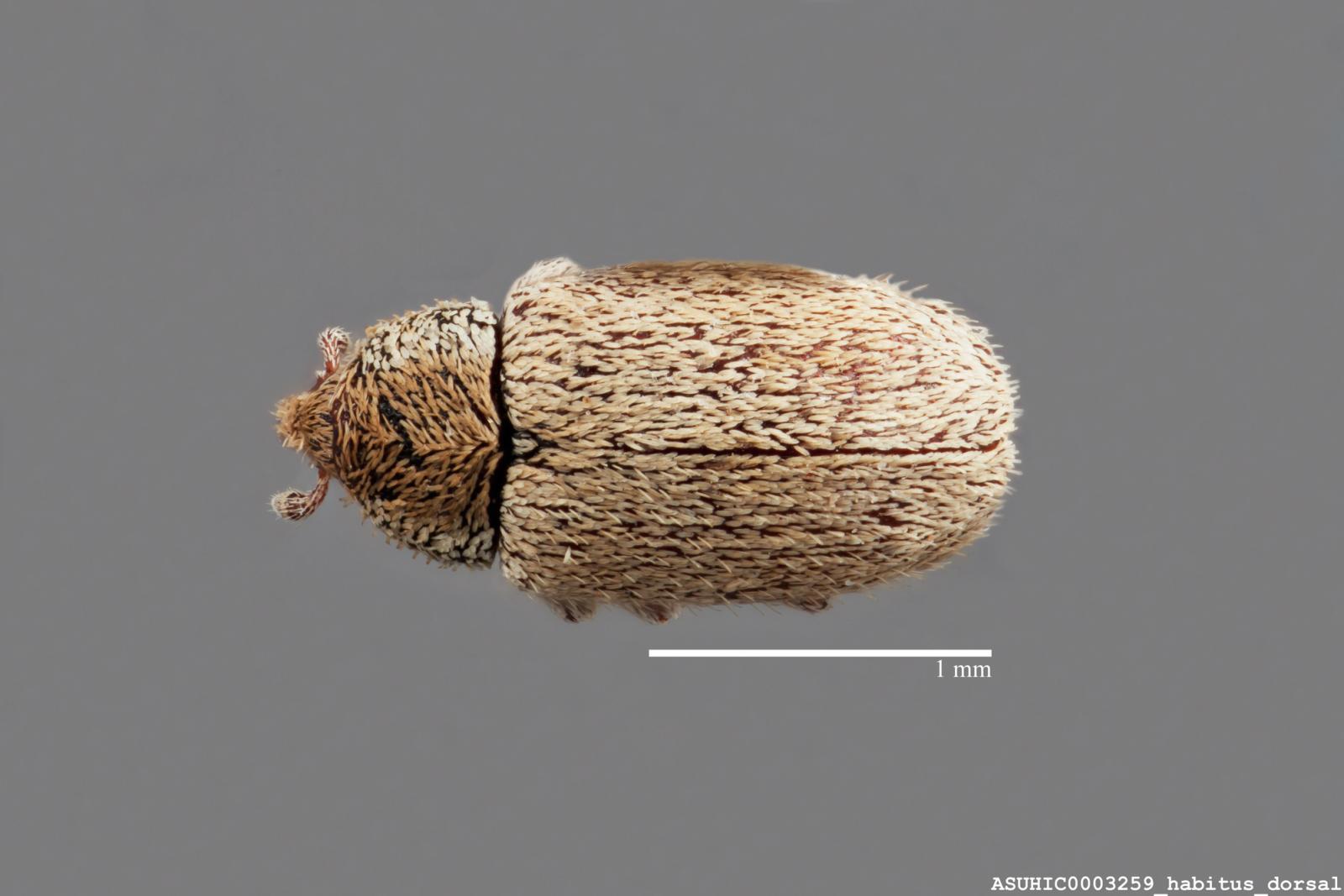 Macrorhoptus hispidus image