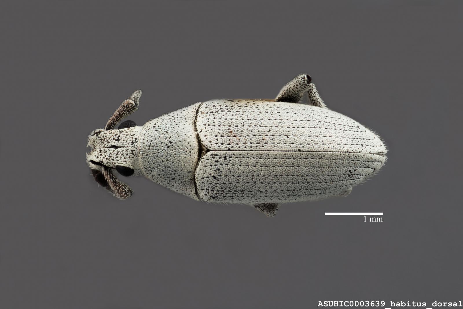 Megalostylus albicans image