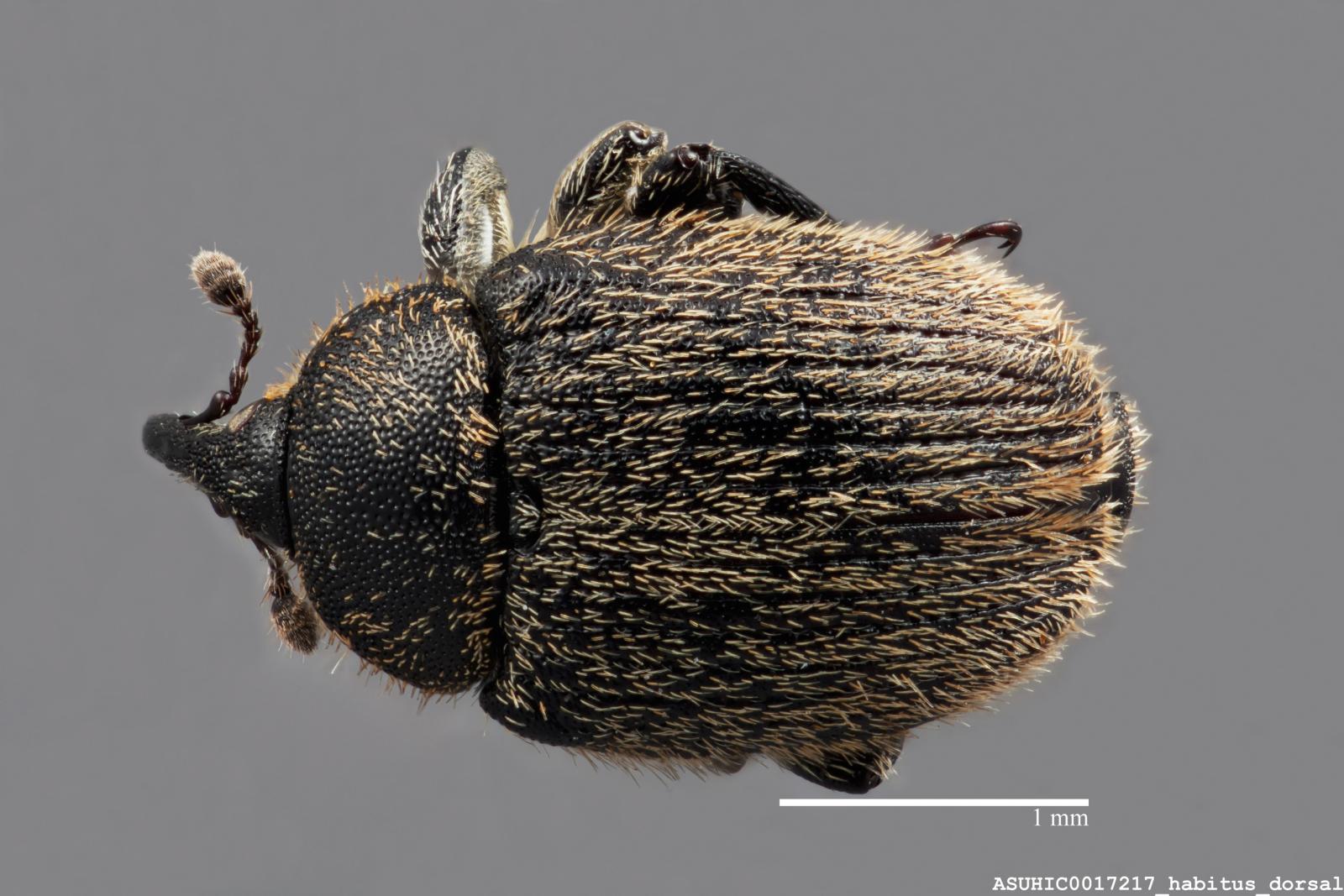 Gymnetron tetrum image