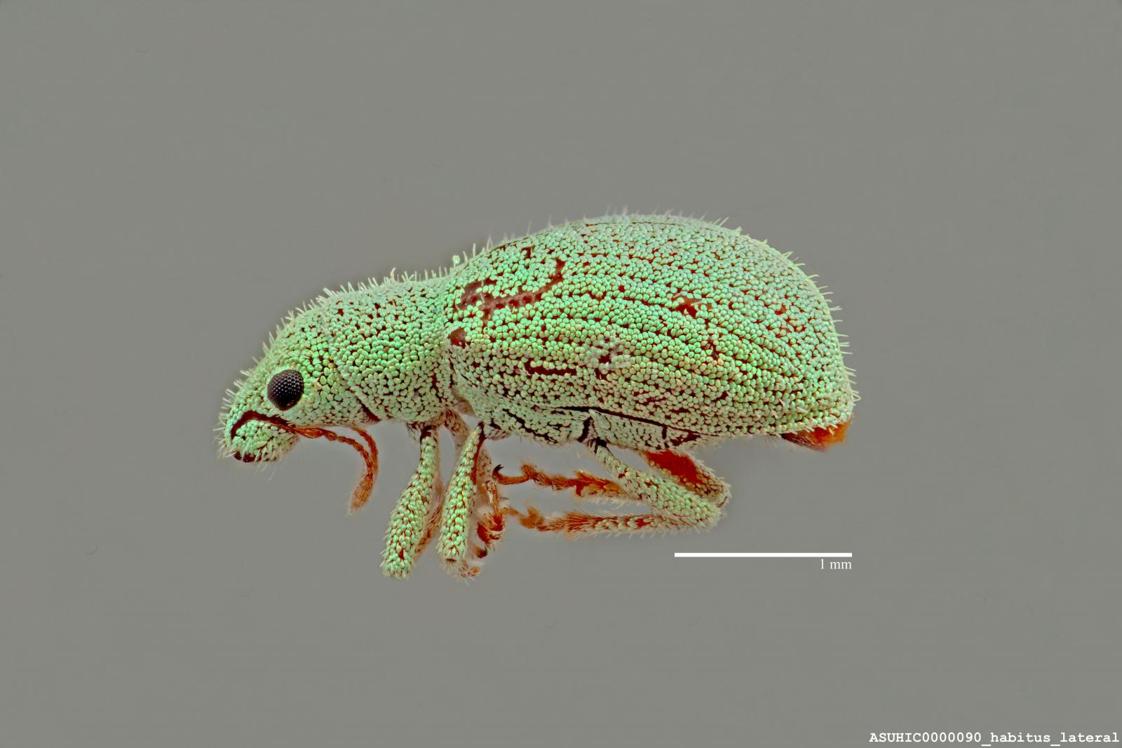 Polydrusus (Polydrusus) hassayampus image