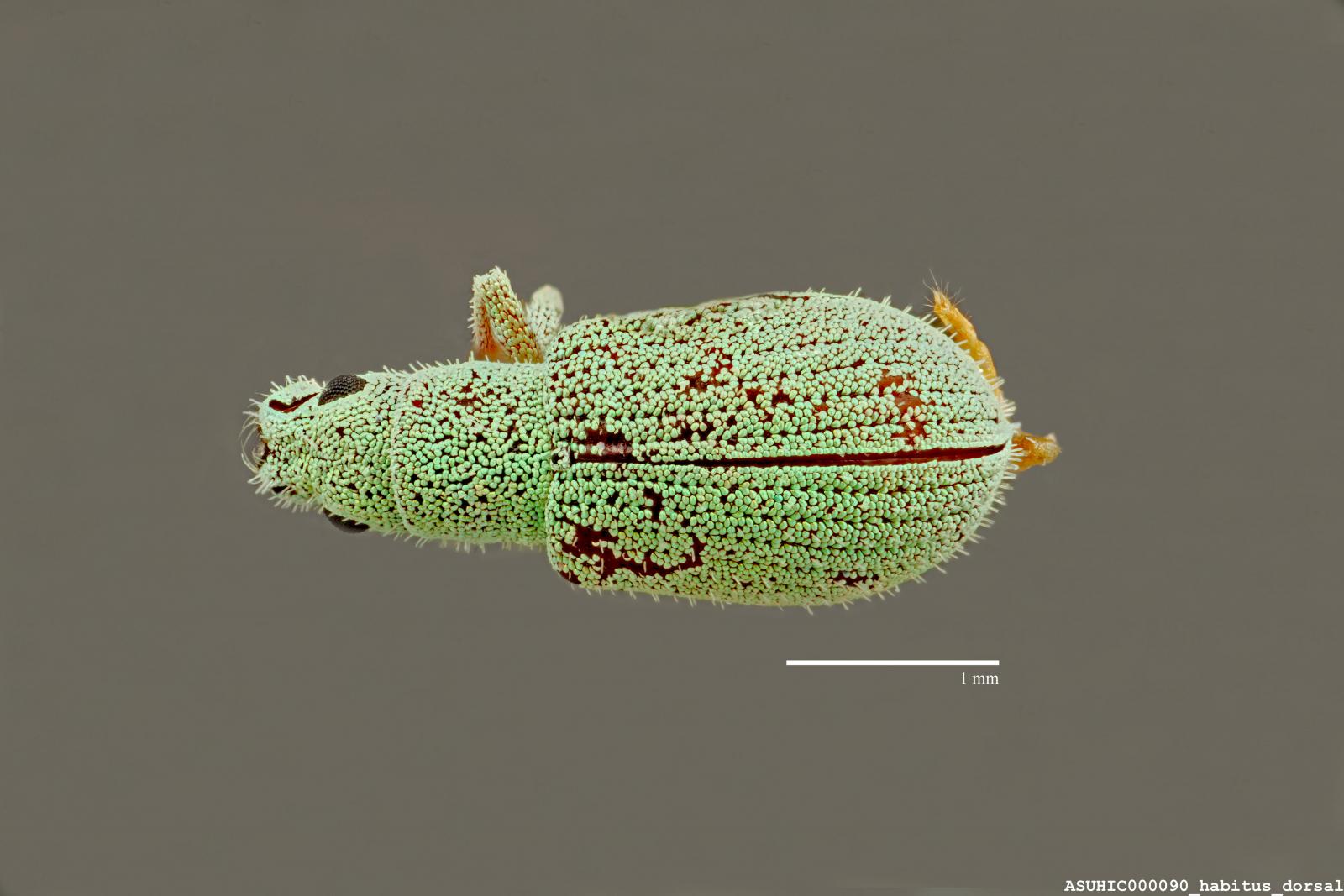 Polydrusus (Polydrusus) hassayampus image