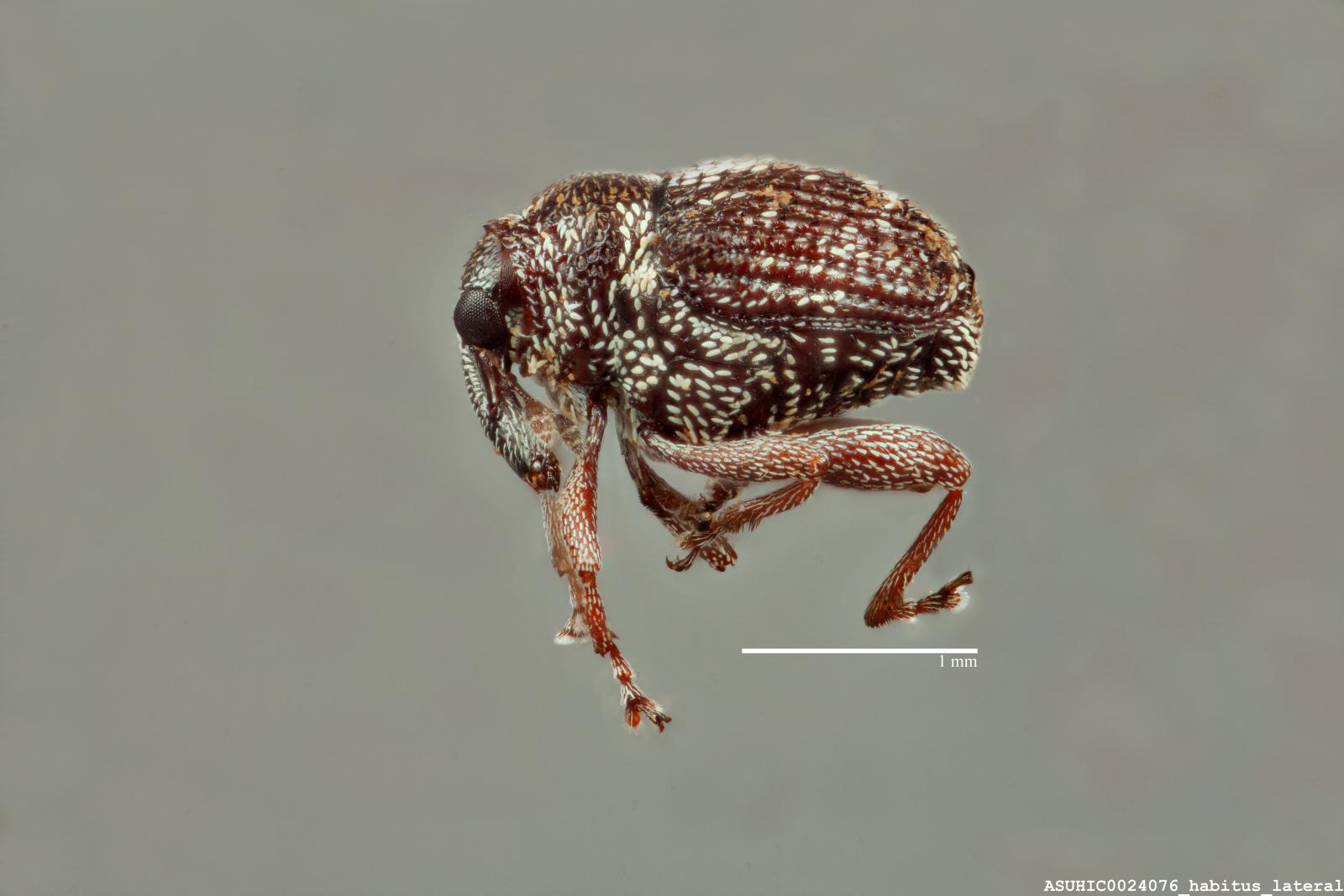 Auleutes tachygonoides image