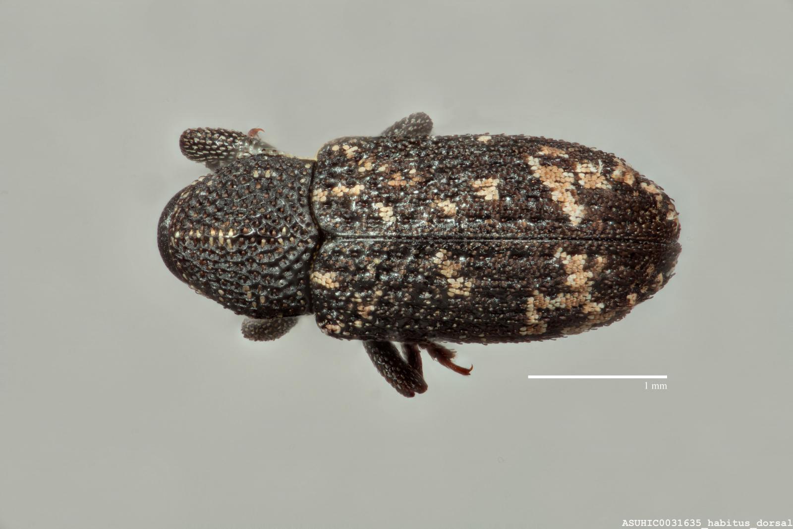 Apteromechus longus image