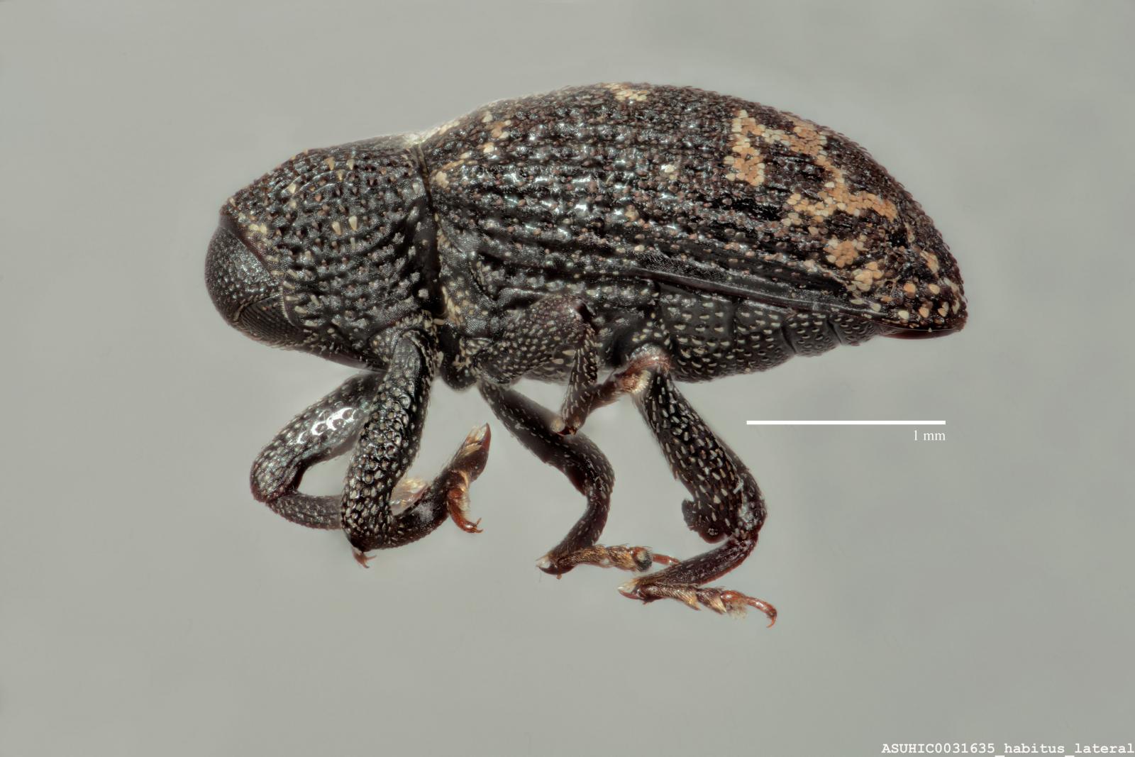 Apteromechus longus image