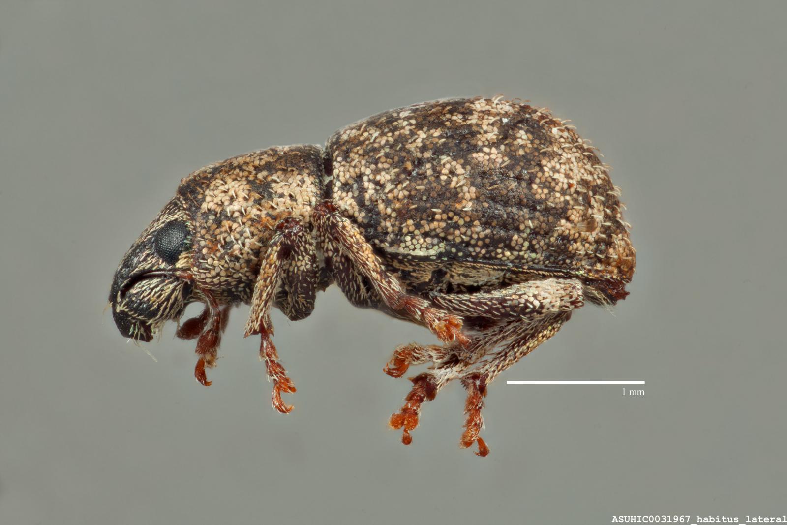 Aracanthus pallidus image