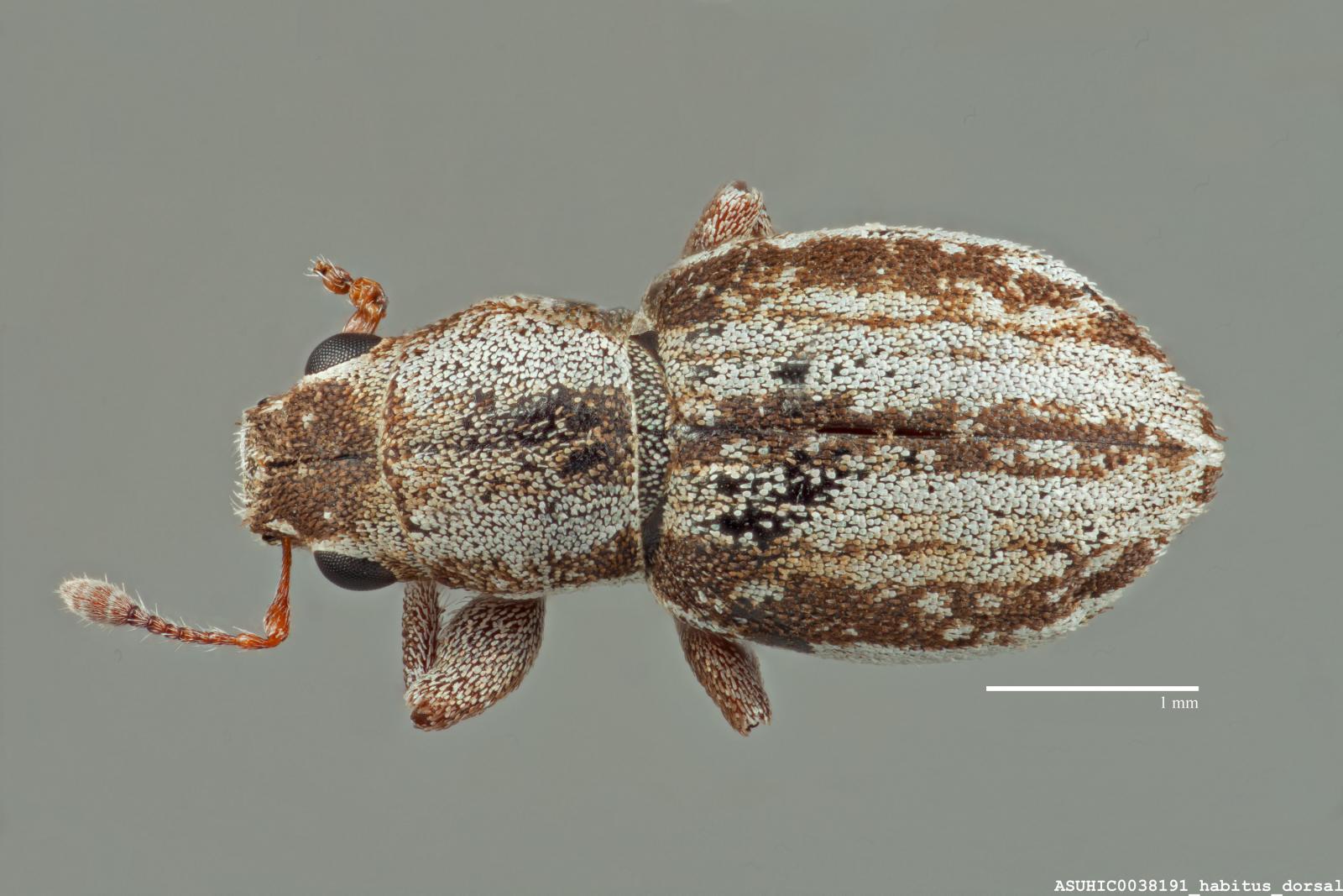 Atrichonotus taeniatulus image