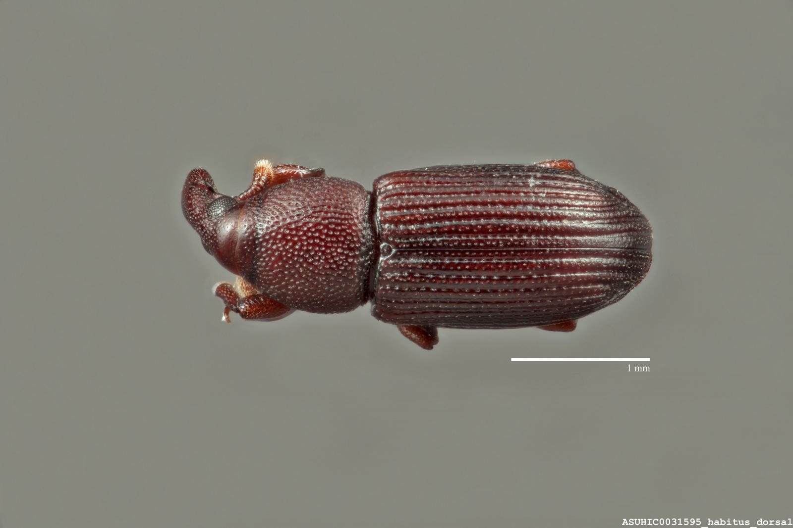 Caulophilus oryzae image