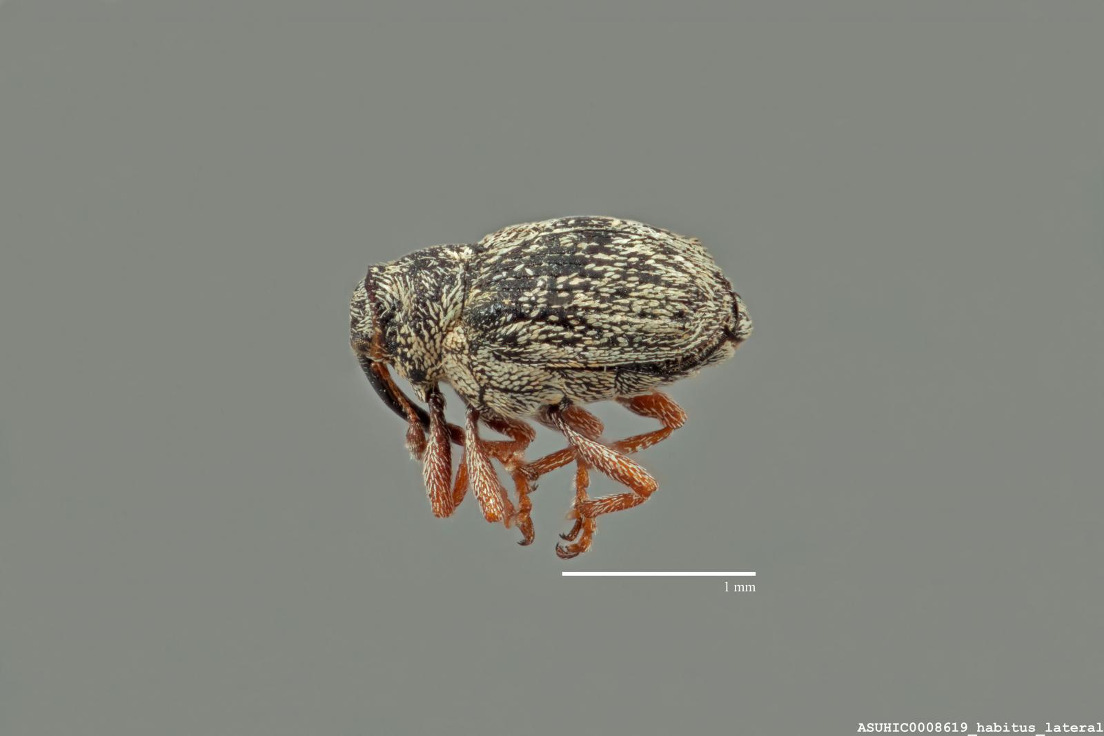 Ceutorhynchus magnisinus image