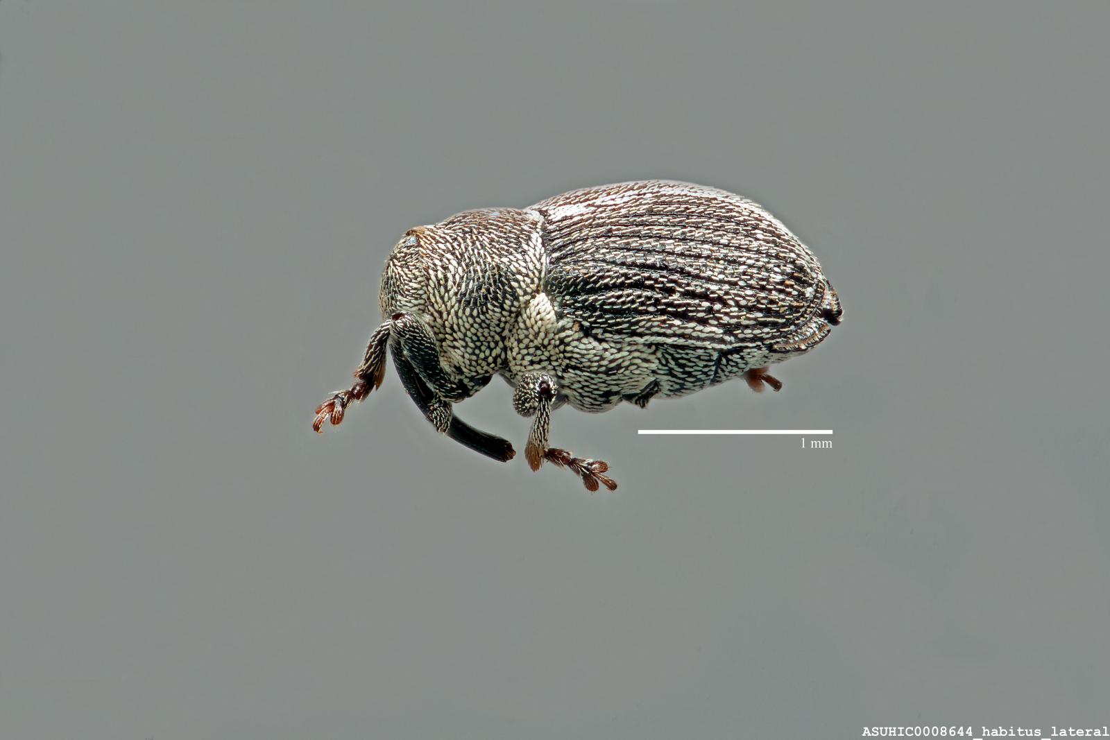 Ceutorhynchus sparsus image