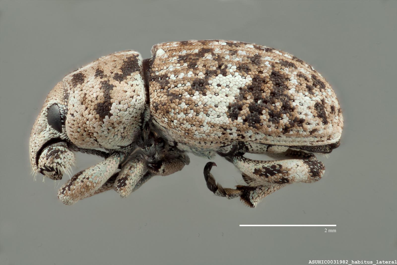 Colecerus marmoratus image