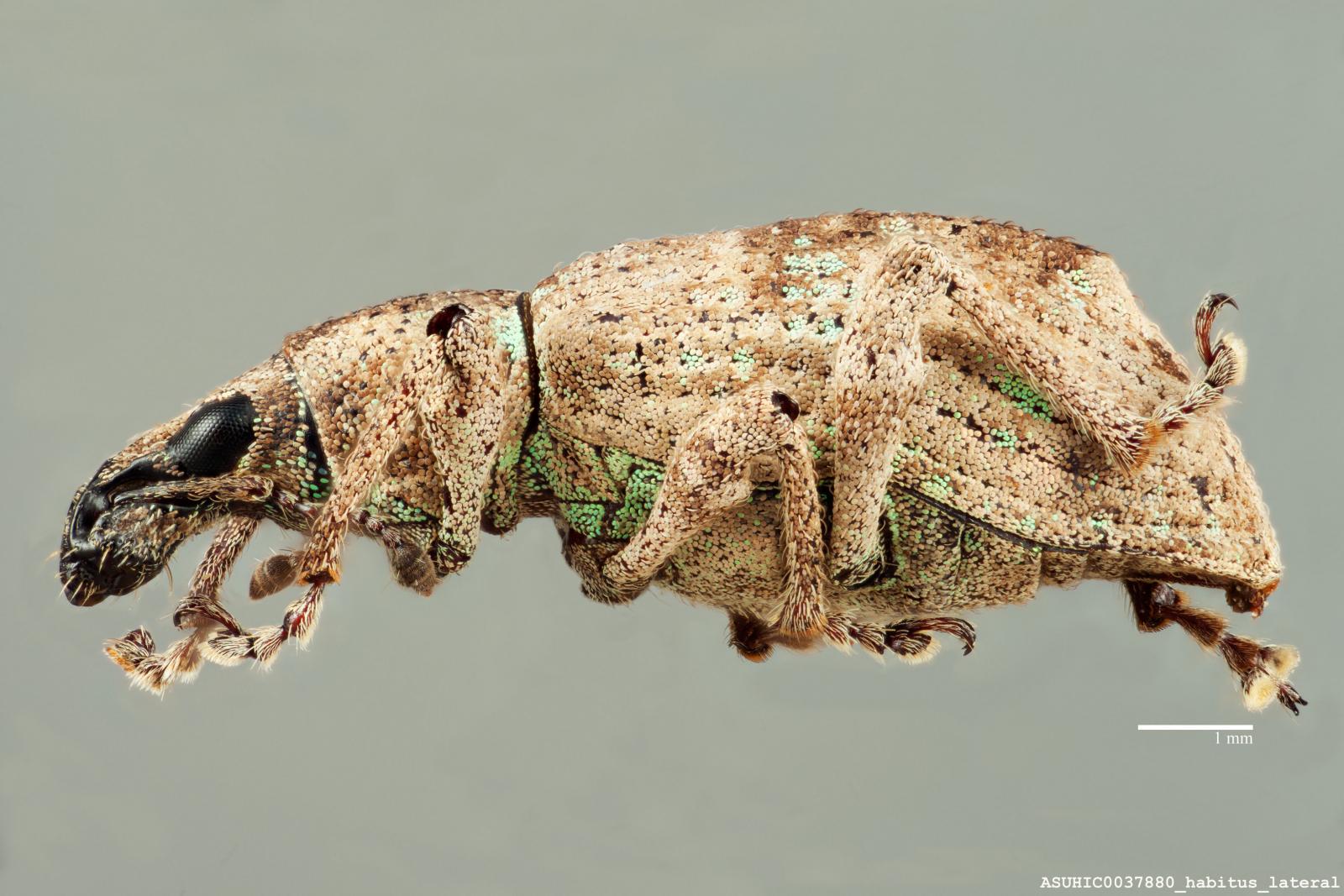 Claeoteges granulosa image