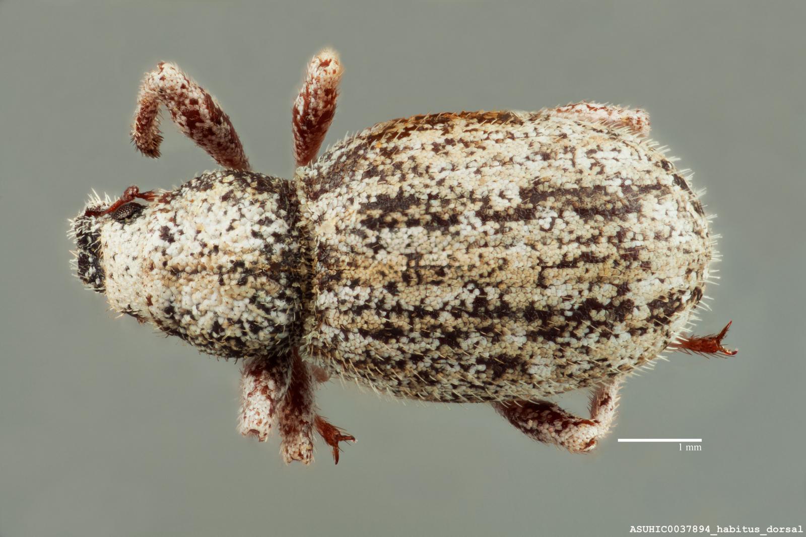 Cryptolepidus rugicollis image