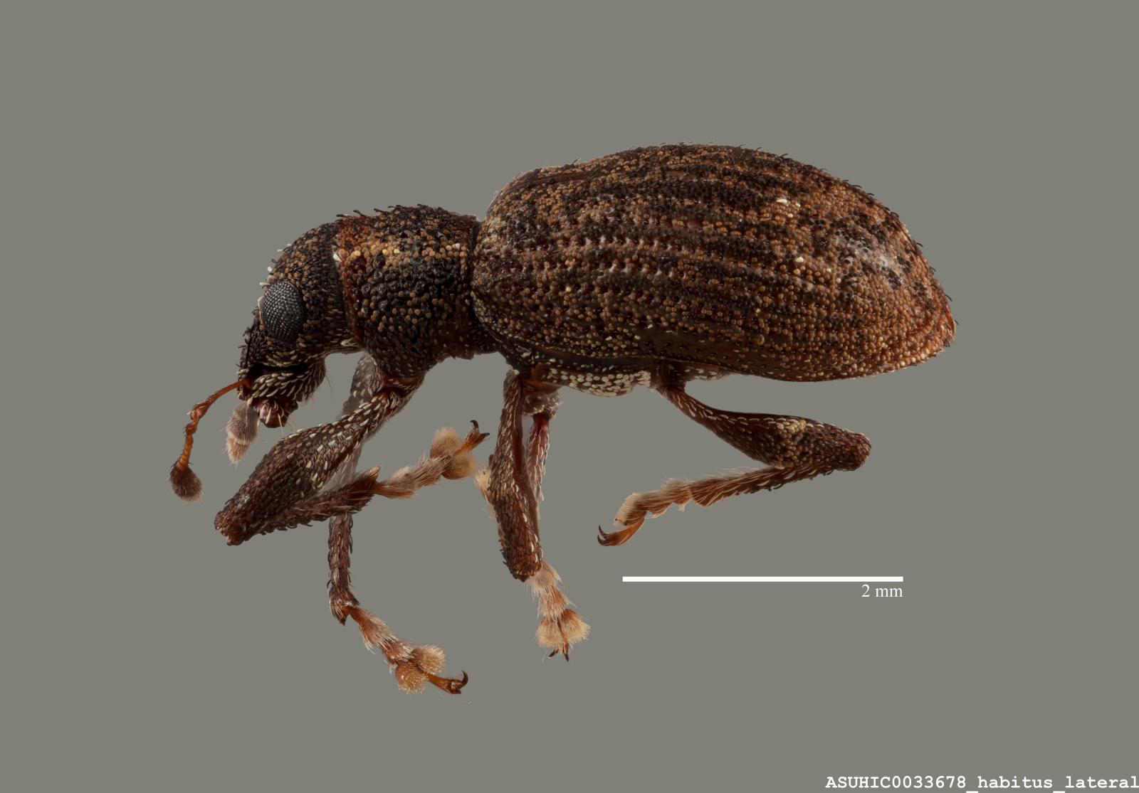 Anypotactini image