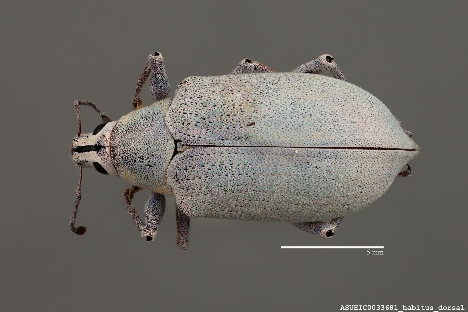 Pachnaeus image