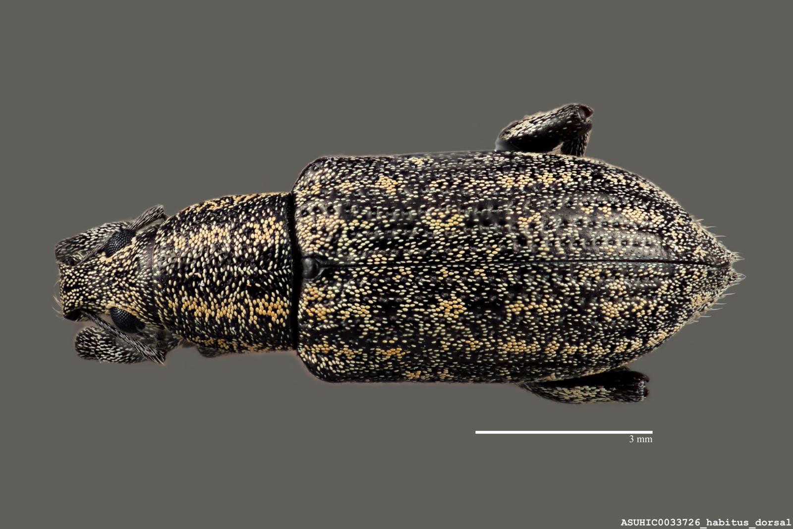 Lachnopus image