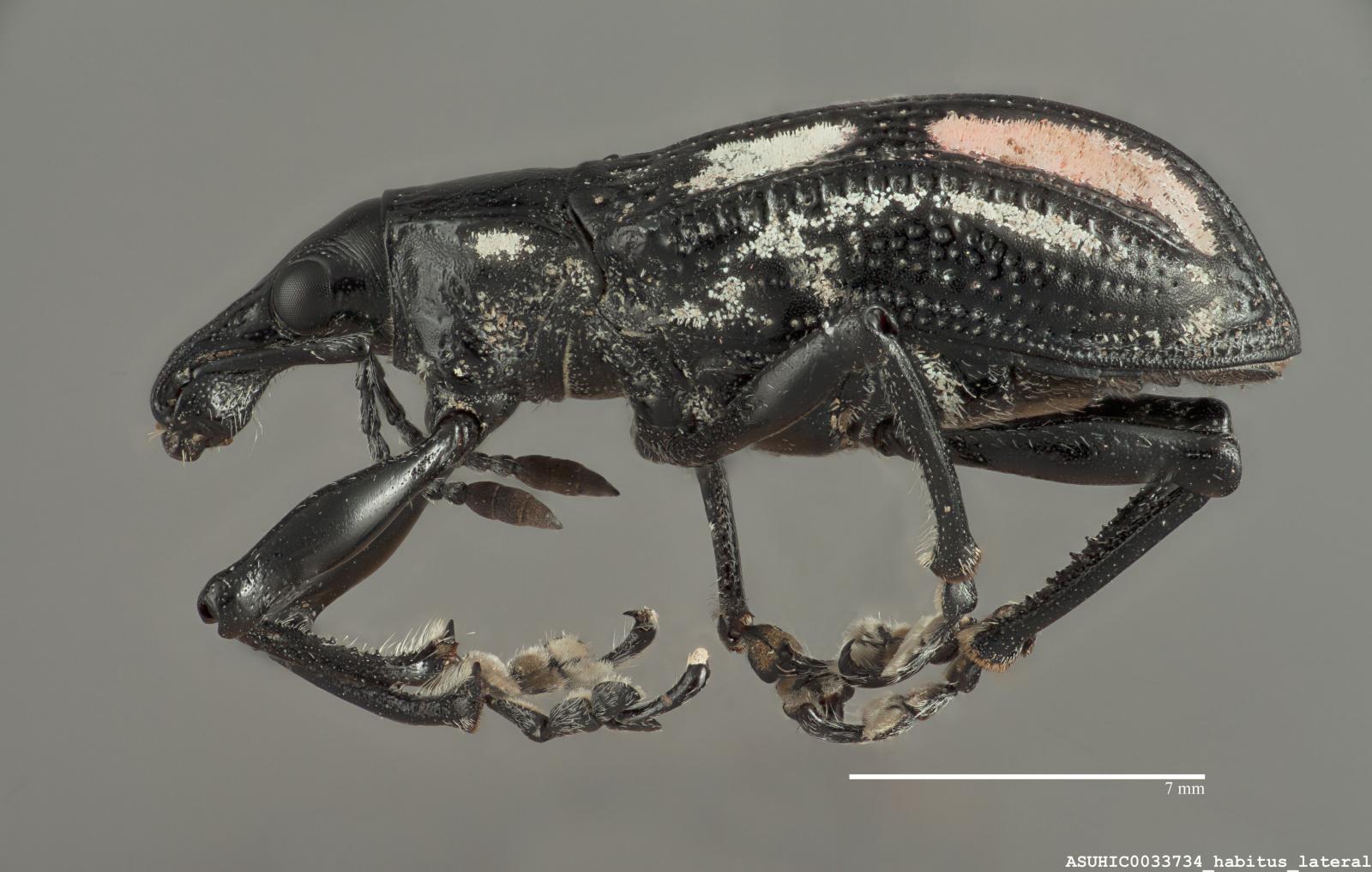 Exophthalmus pictus image