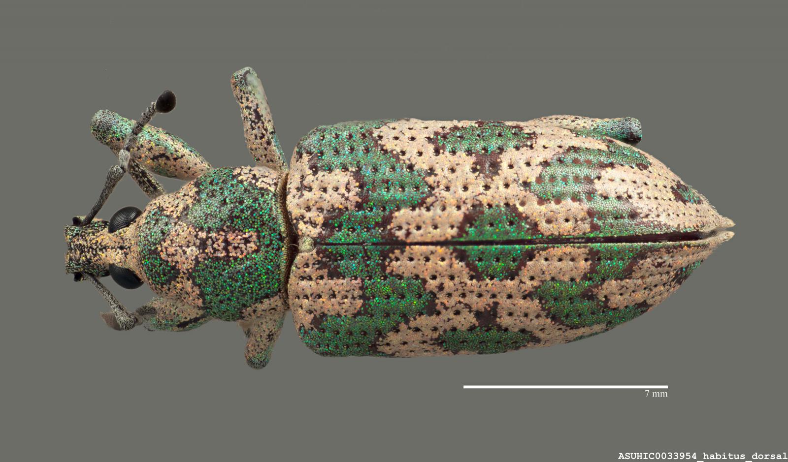 Tetrabothynus spectabilis image