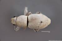 Pantomorus albicans image