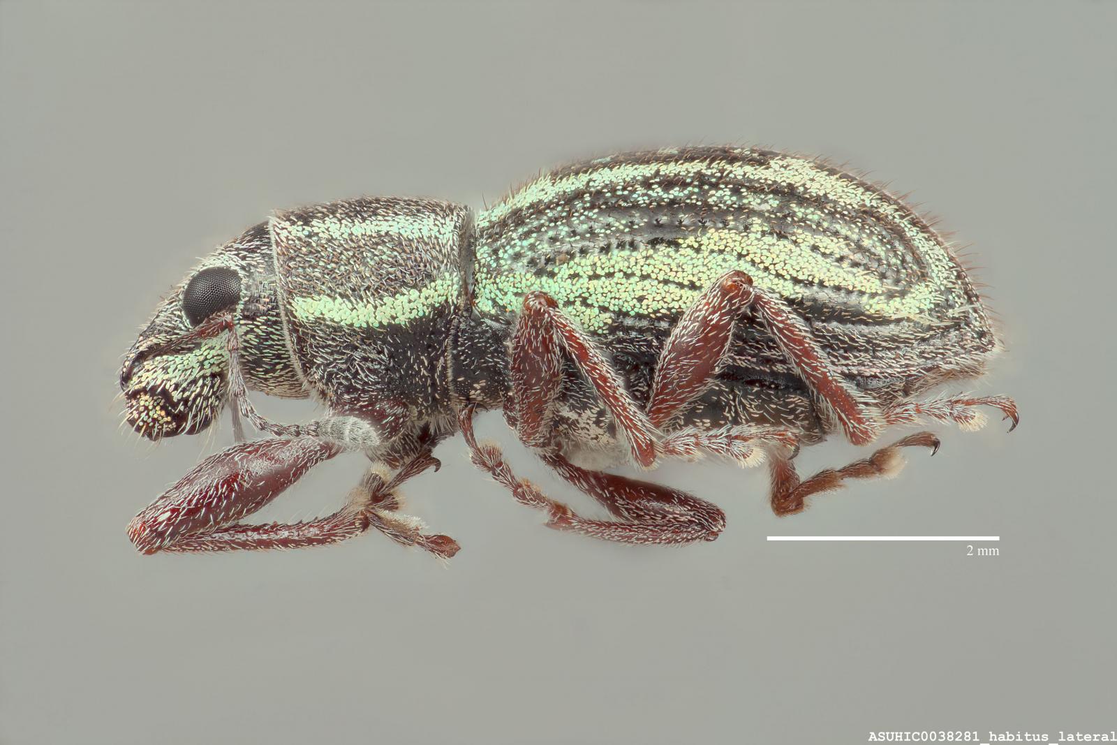 Pantomorus picipes image