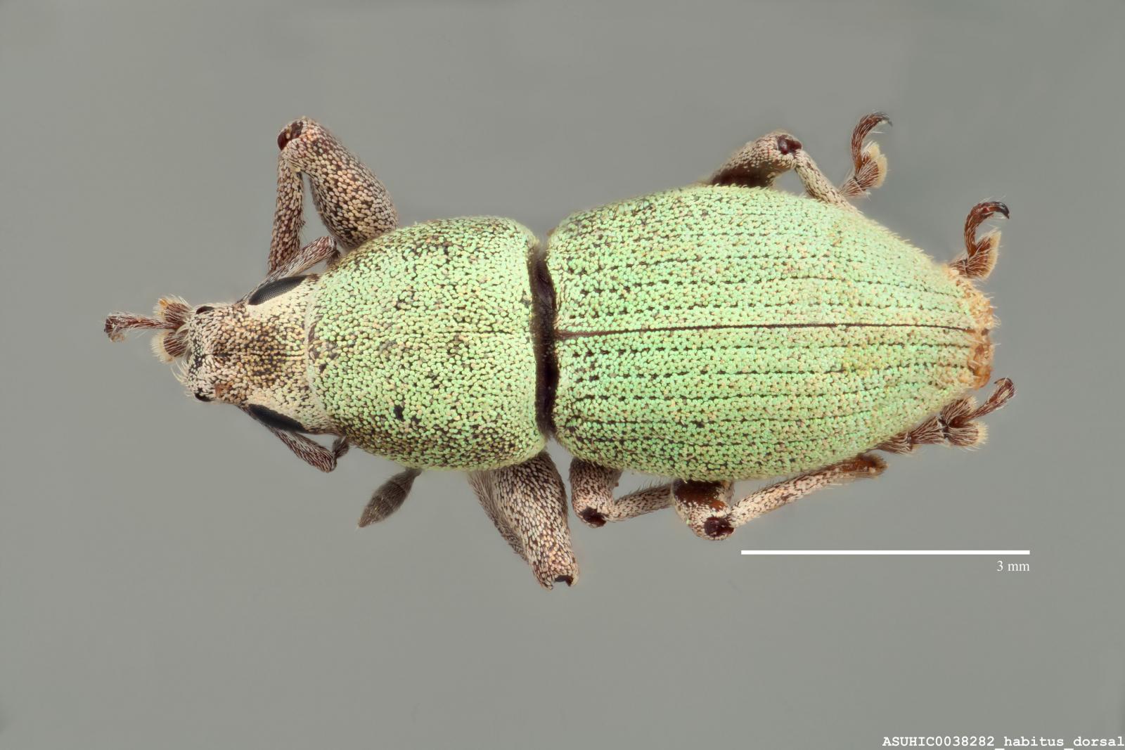 Pantomorus rufipes image