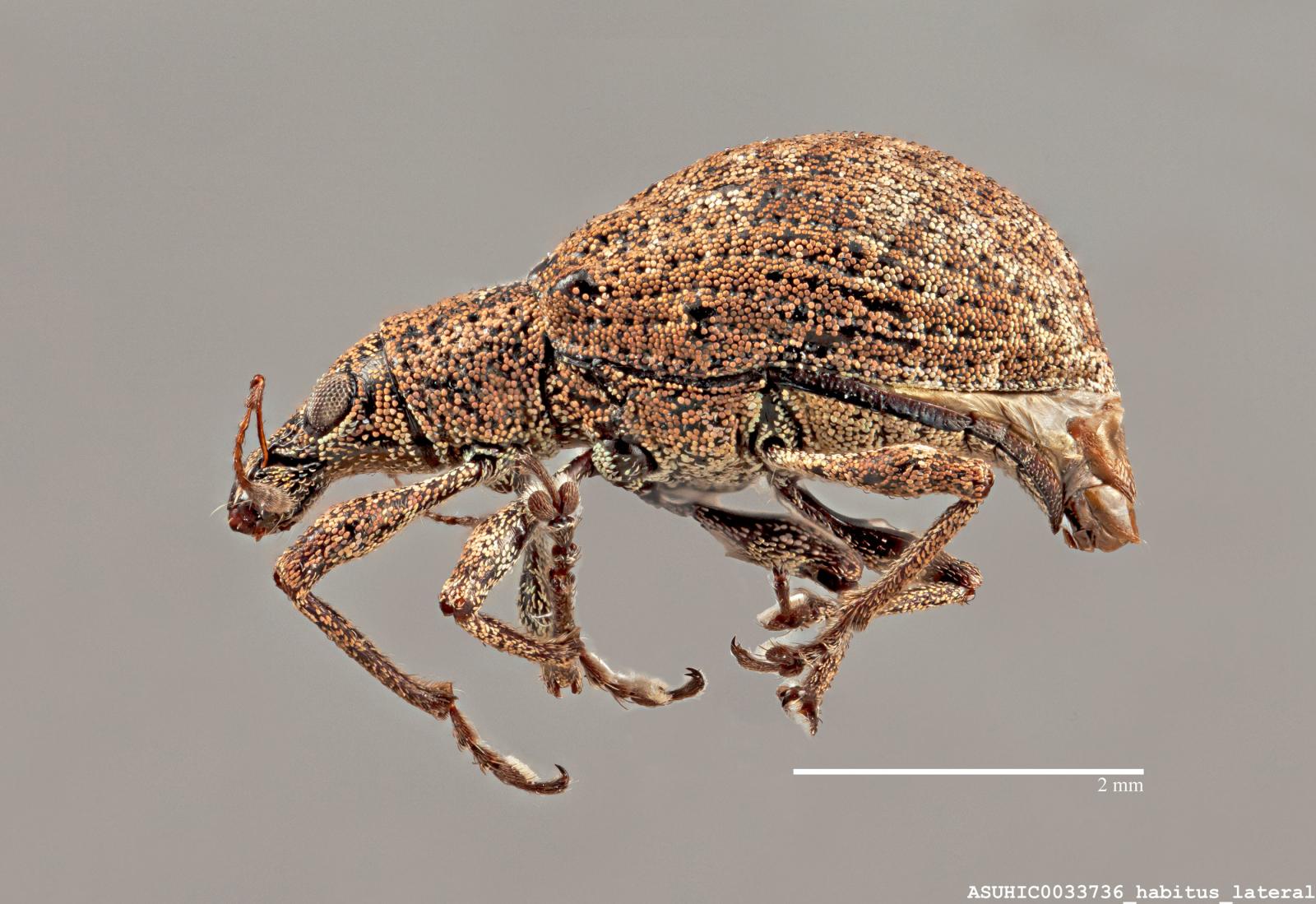 Apodrosus alternatus image