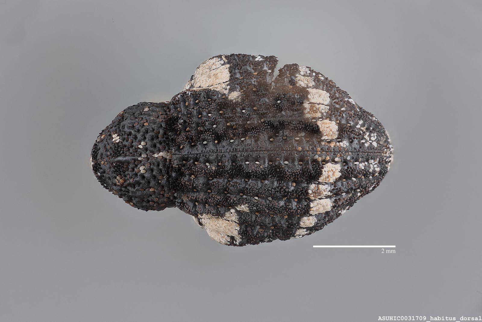 Gerstaeckeria hubbardi image