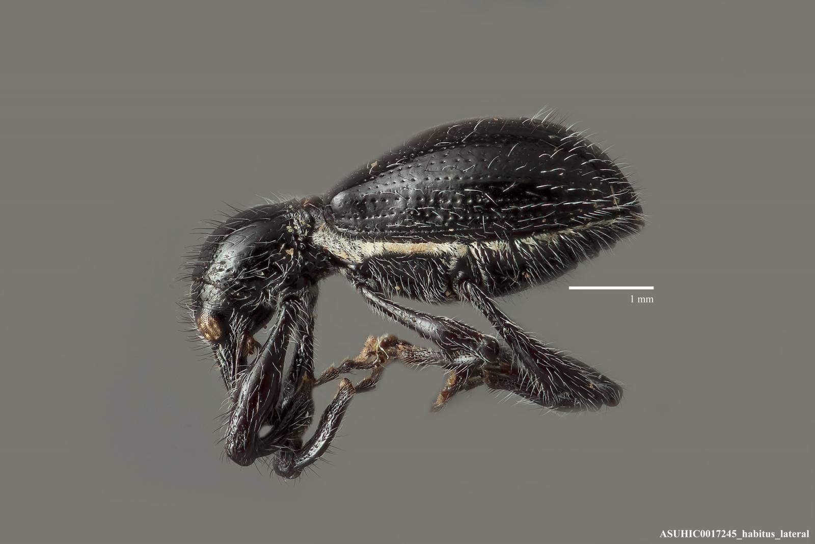 Myrmex gillespiensis image