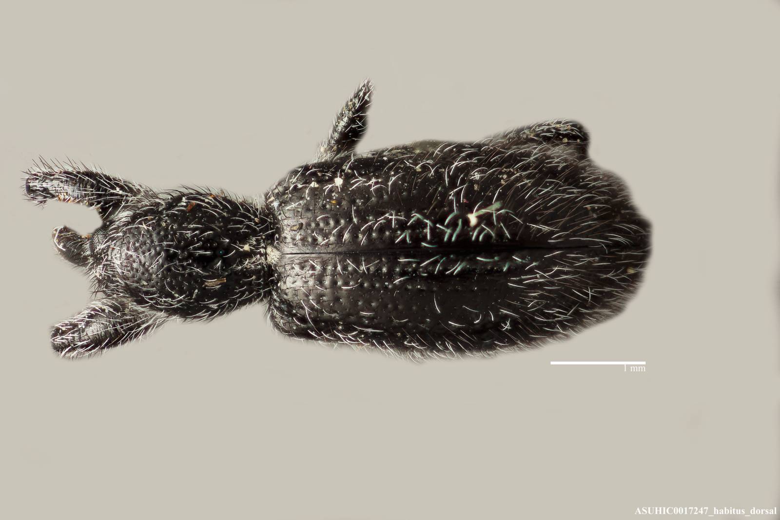 Myrmex algerti image