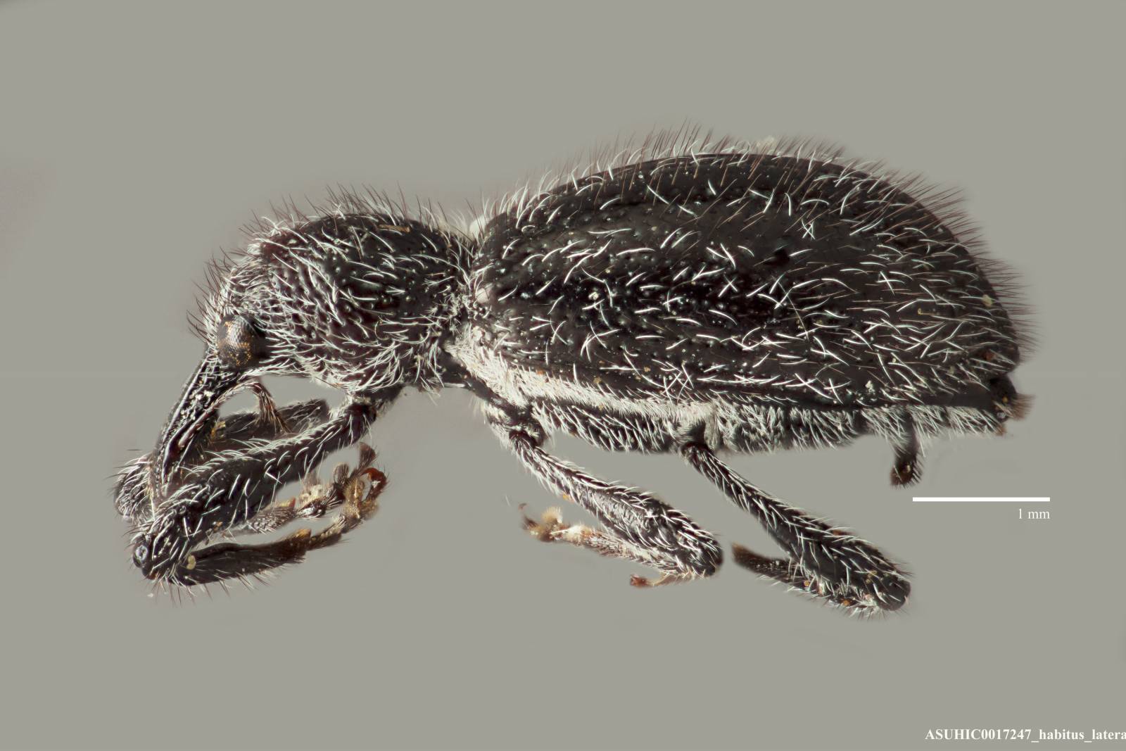 Myrmex algerti image