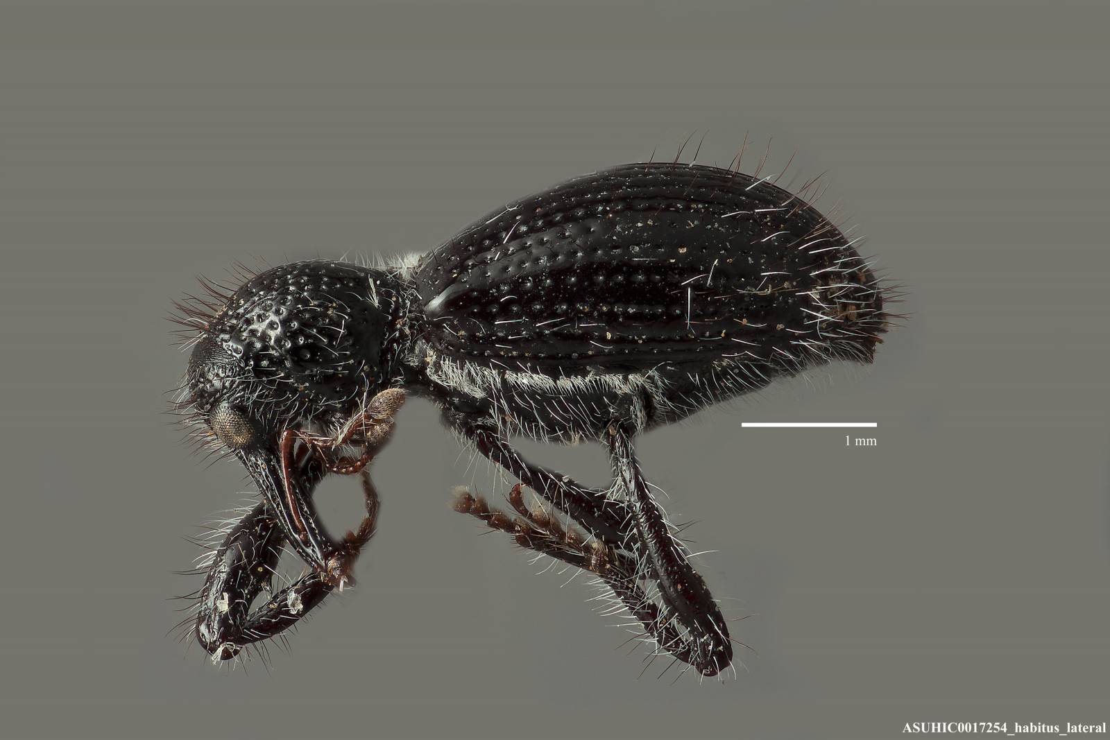 Myrmex knulli image